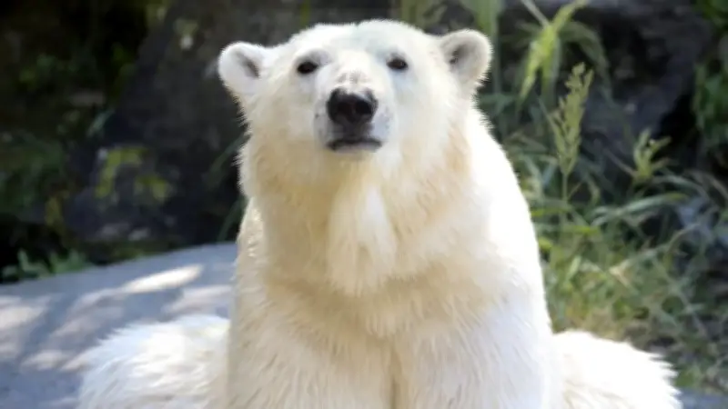 Fake News: Gefälschter Eisbär-Angriff im Berliner Zoo entlarvt