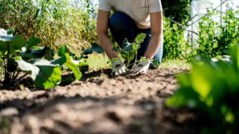 Falscher Standort im Garten: Warum Pflanzen trotz Pflege verkümmern