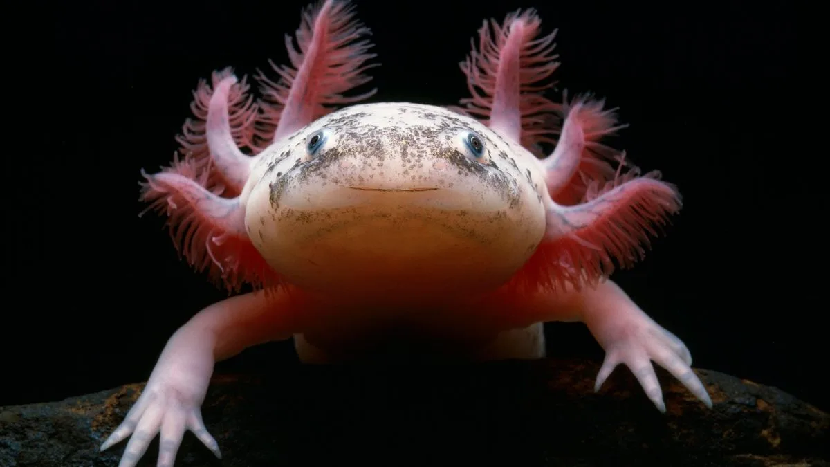 Axolotl Alex: Ein neues Familienmitglied erobert die Herzen