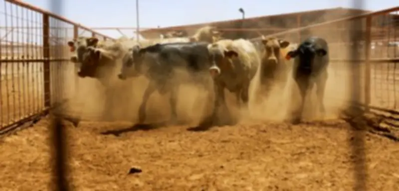 Fleischfressender Parasit befällt Kalb in Texas – Bedrohung für US-Viehbestände