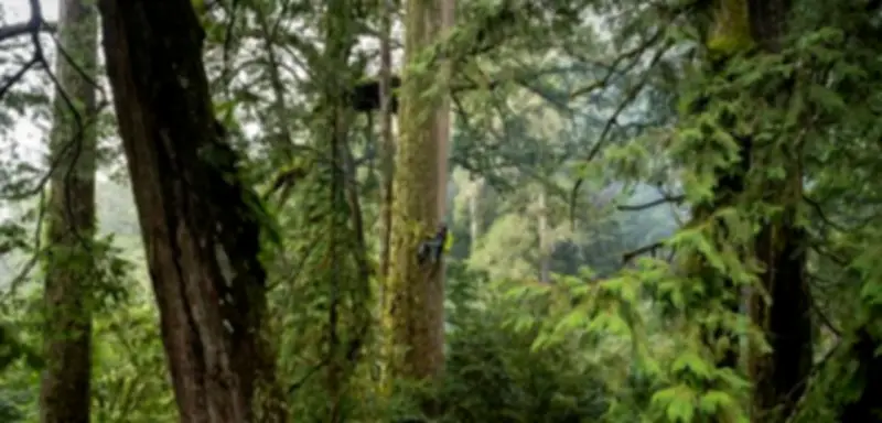 Forscher entdecken 84 Meter hohen Rekordbaum in Taiwan
