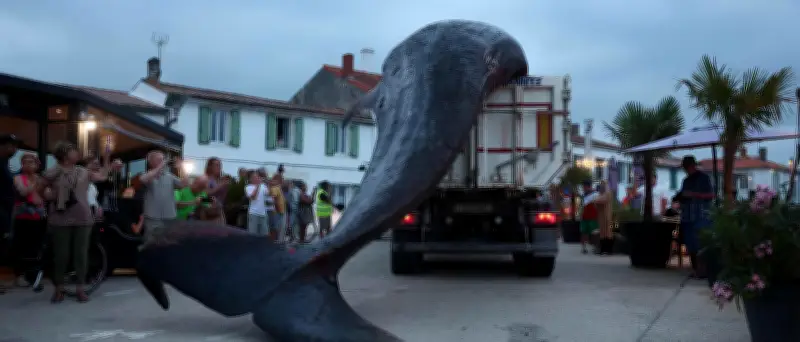 Frankreich entfernt Finnwal-Kadaver nach Strandung innerhalb eines Tages