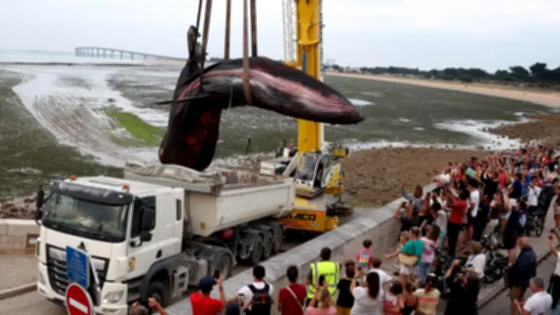 Frankreich: Toter Finnwal schnell vom Strand entfernt