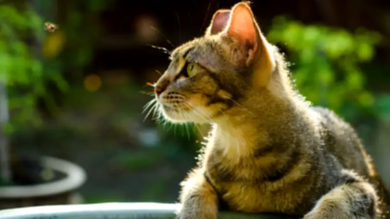 Garten-Gefahren: Diese Insekten können für Katzen zum Notfall werden