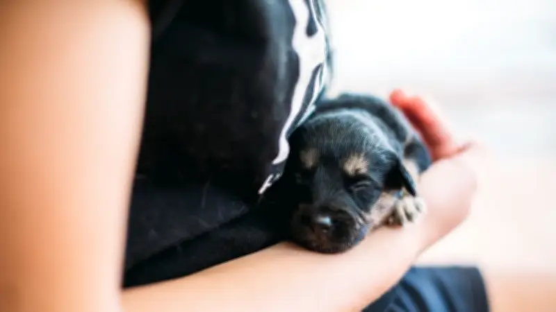 Gefährliche Tierliebe: Warum Kinder Welpen nicht hochheben sollten