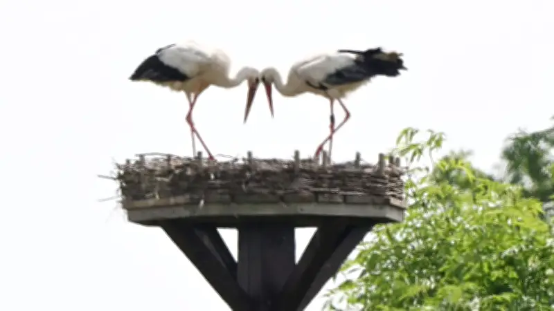 Geier frisst Storchen-Nachwuchs in Niedersachsen
