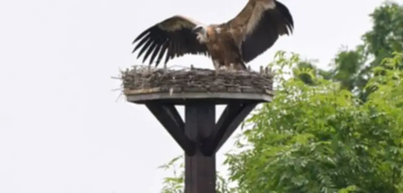 Gänsegeier in Deutschland: Dutzende Sichtungen und seltener Angriff auf Storchennest