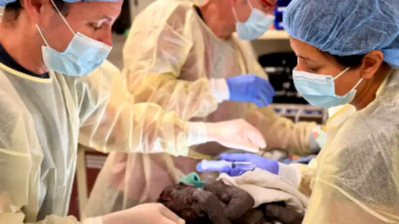 Gorilla-Baby per Not-Kaiserschnitt im Zoo gerettet
