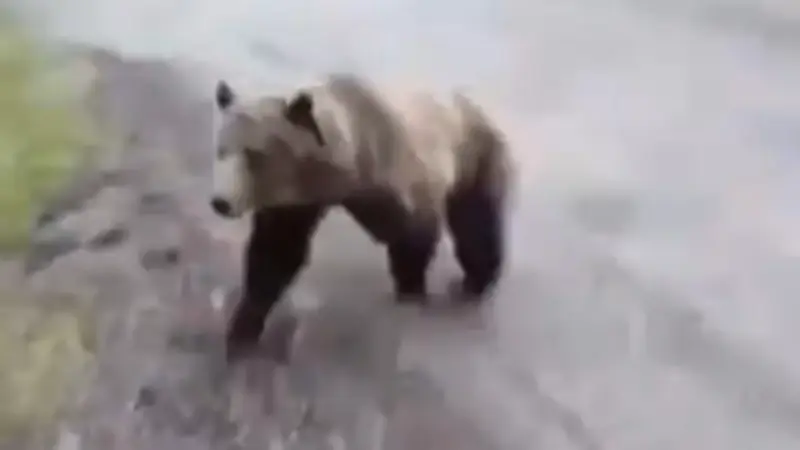 Grizzly-Schreck in Kanada: Bär verfolgt Frau mit Hund auf Wanderweg