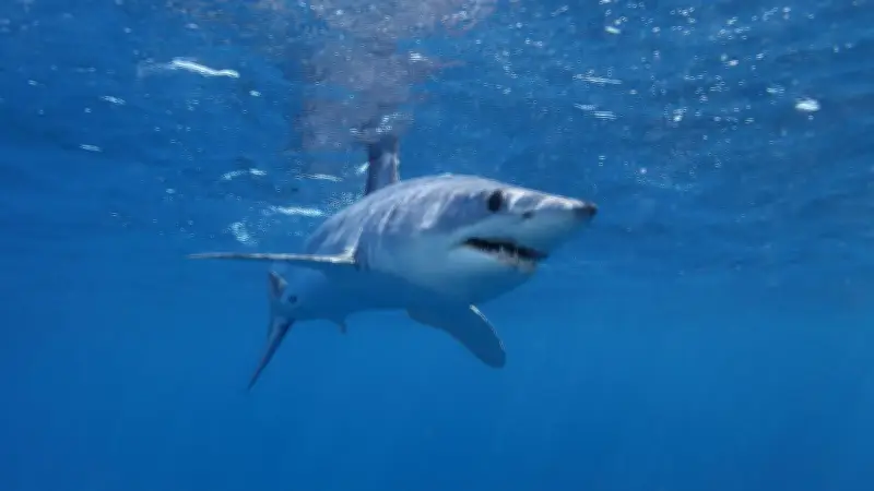 Hai-Alarm im Mittelmeer: Warum die Tiere Italiens Küsten so nah kommen