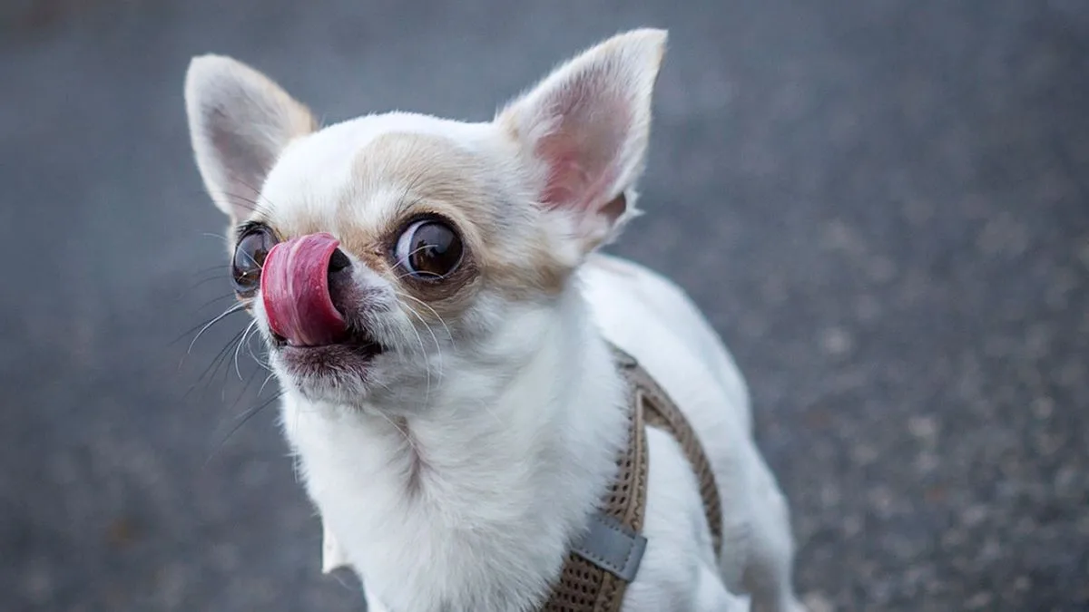 Chihuahua löst Sturz aus: Halter muss Schmerzensgeld zahlen
