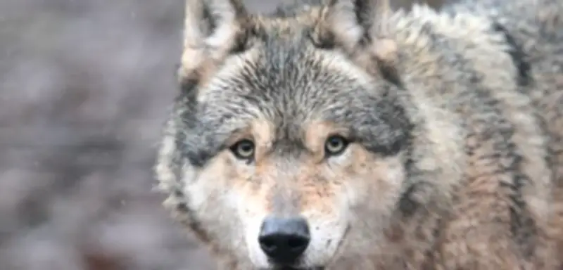 Hamburger Wolf nach Attacke in Innenstadt vermutlich tot