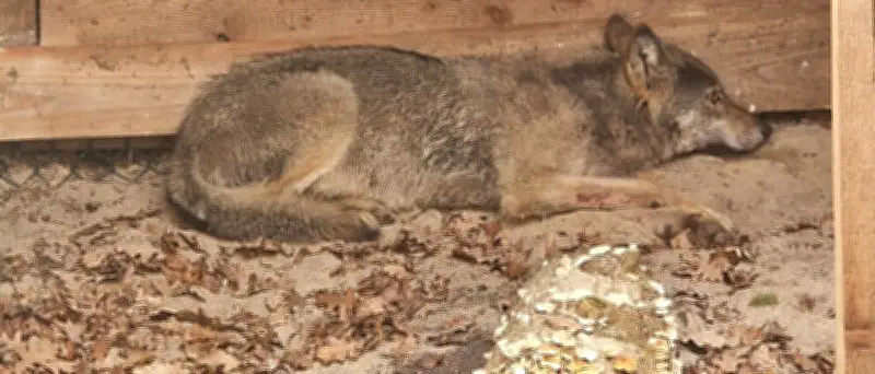 Hamburger Wolf nach Binnenalster-Fang wahrscheinlich tot