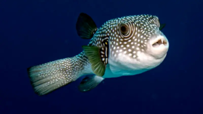 Hasenkopf-Kugelfisch im Mittelmeer: Rotes Kreuz warnt Urlauber vor Bissen