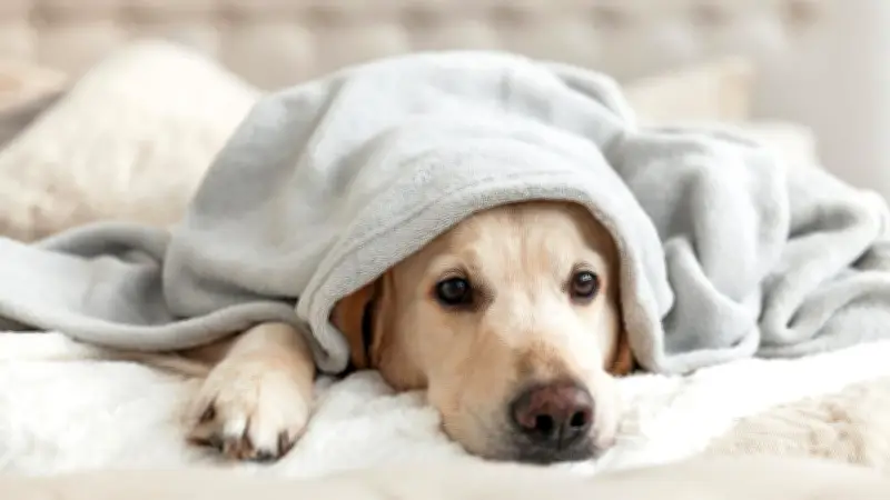Hitzewelle: So schützen Sie Hunde, Katzen & Kleintiere im Sommer