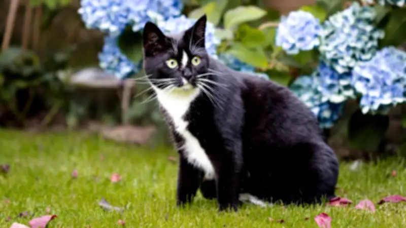 Hitzschlag bei Katzen: Symptome, Risiken und Schutz