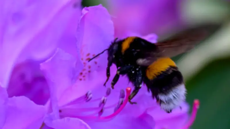 Hummel-Paradoxon gelöst: Warum die dicke Hummel fliegen kann