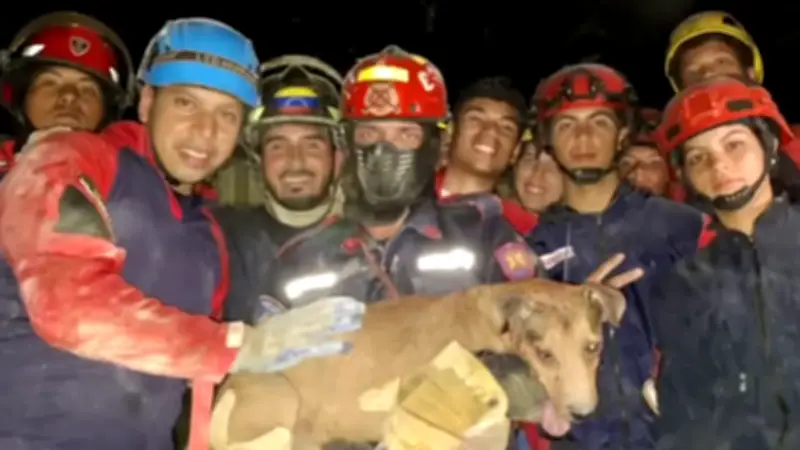 Hund lebend aus Trümmern in Caracas gerettet