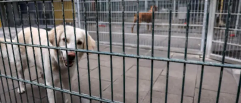 Hundesteuer zweckbinden: Leserin fordert Reform für Tierheime