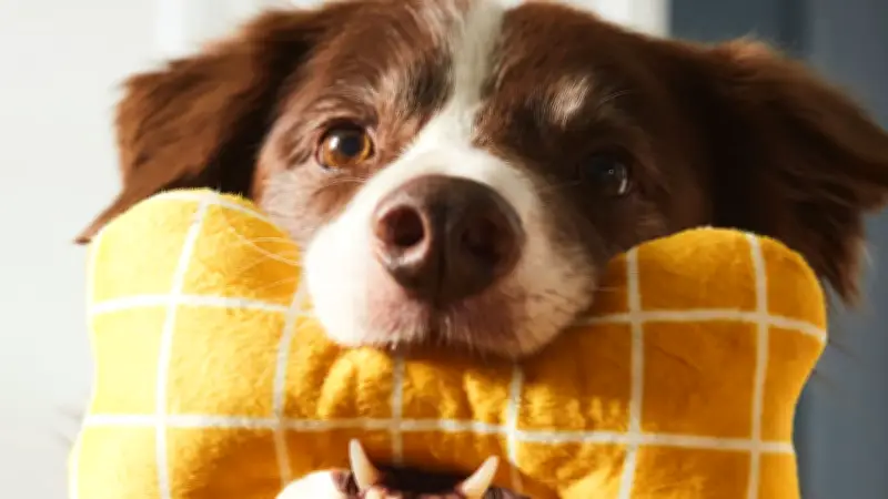 Ikea öffnet alle Filialen für Hunde: Neue Regel ab sofort