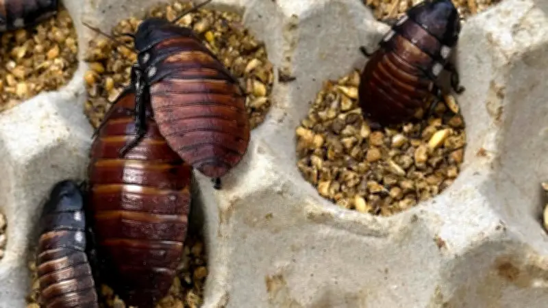 Illegale Kakerlaken-Zucht: 100.000 Tiere bei Rekordrazzia in Australien beschlagnahmt