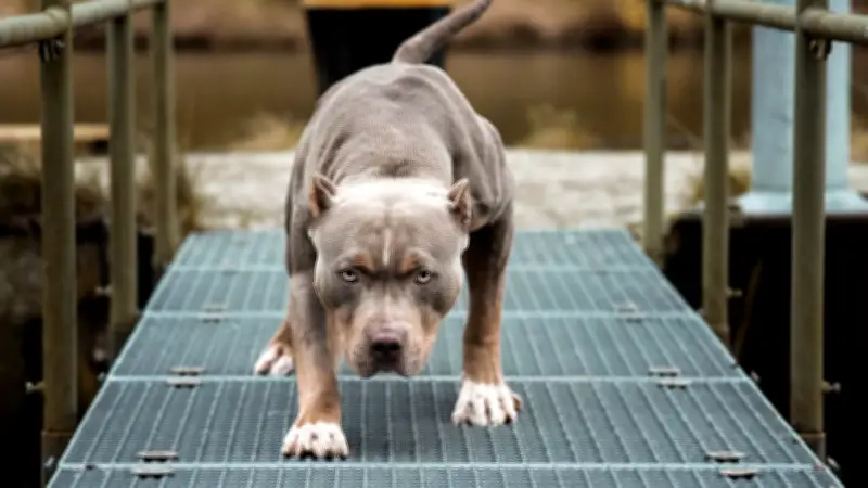 Kampfhunde vs. Listenhunde: Was Halter wissen müssen