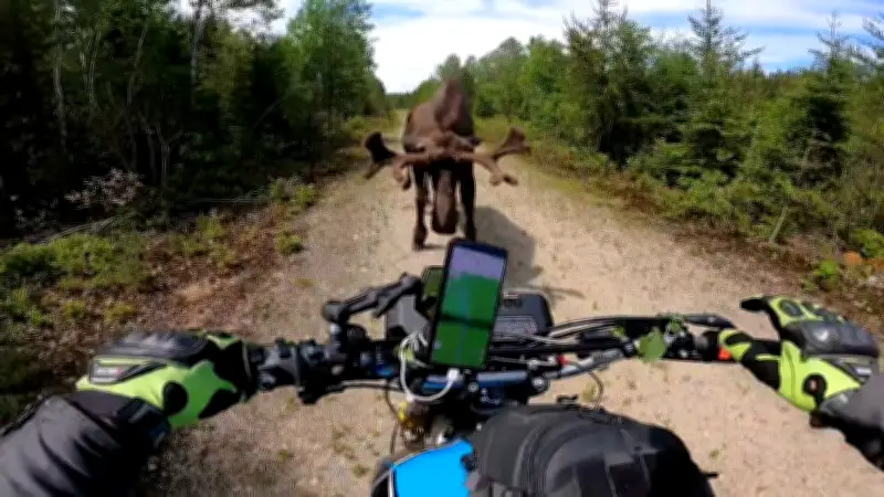 Kanada: Motorradfahrer von aggressivem Elch mehrfach attackiert
