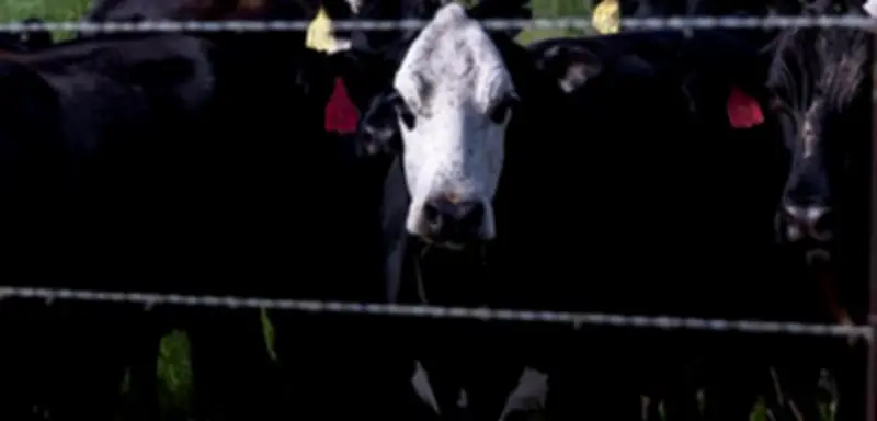 Kanada stoppt Rinderimporte aus Texas wegen fleischfressender Parasiten