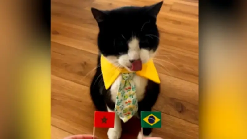 Kater Billy aus Delaware: Katze sagt Fußball-Siege mit Leckerli-Trick voraus