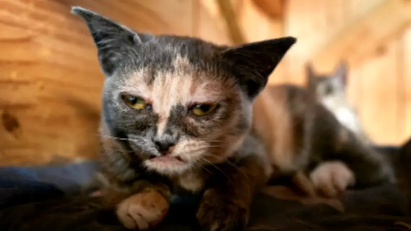 Katzen-Star Labubu: Aus gerettetem Kitten wird Internet-Phänomen