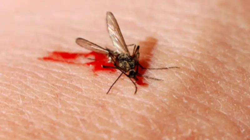 KI-Laser auf Mückenjagd: Tüftler baut rollenden Insekten-Killer