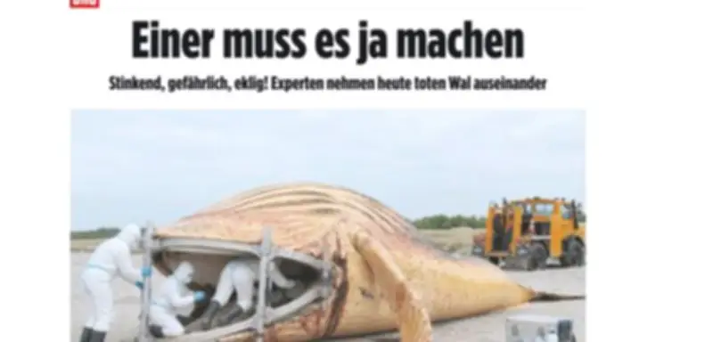 KI-Phantasie: Wie Bild eine Wal-Obduktion erfindet