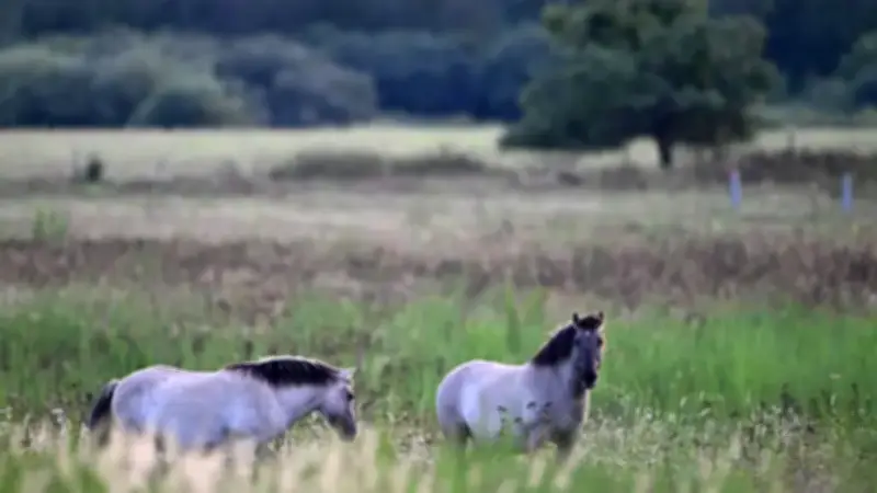 Konikpferde im Schwarzwald: Naturschutz mit Ponys