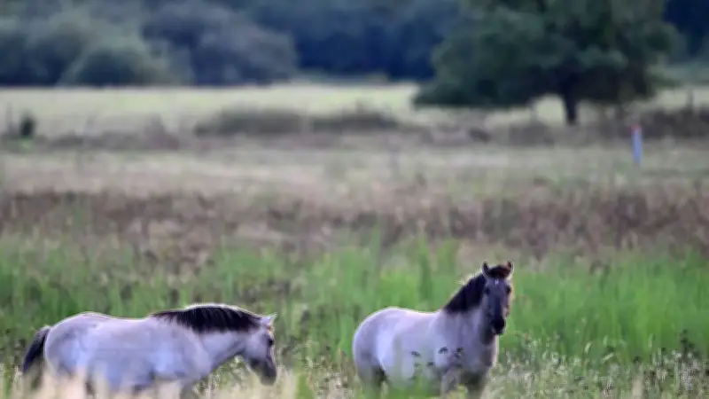 Konikpferde im Schwarzwald: Naturschutz mit Robustponys