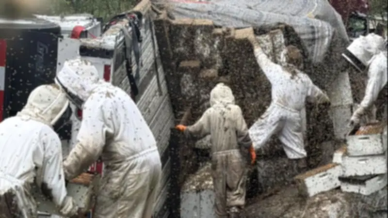 Lkw-Unfall in Texas: Millionen Honigbienen befreit – Imker helfen