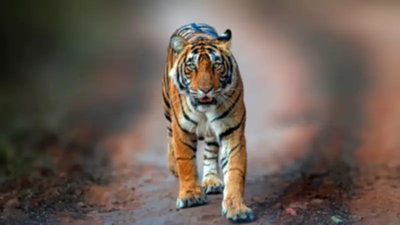 Ältester Tiger der Welt: Rekordhalterin Bengali wurde 26 Jahre alt