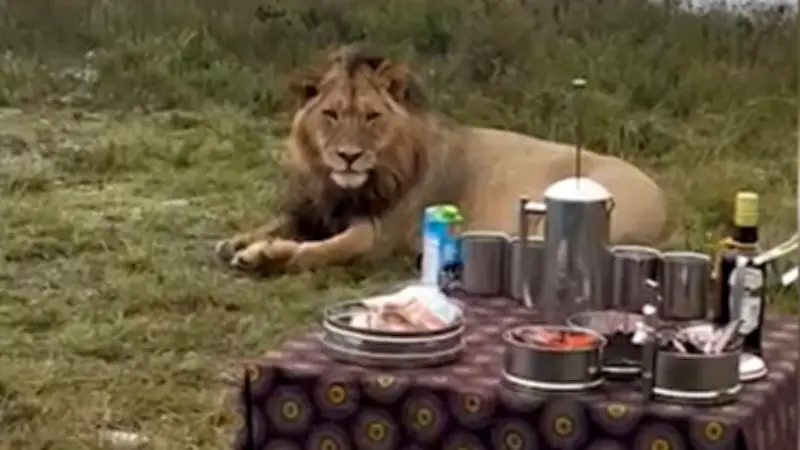 Löwenrudel überrascht Safari-Gäste beim Kaffeekränzchen in Südafrika