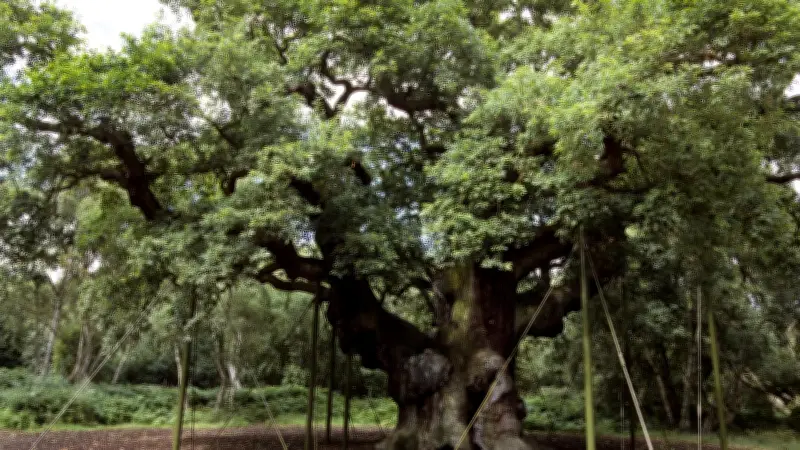 Major Oak: Robin-Hood-Eiche nach 1200 Jahren abgestorben