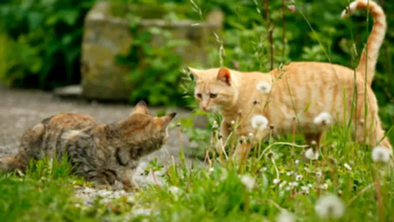 Miezen-Mythos erklärt: Warum Katzen immer nach Hause finden