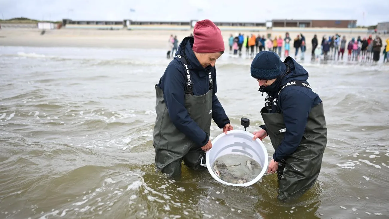Mini-Katzenhaie vor Borkum ausgewildert