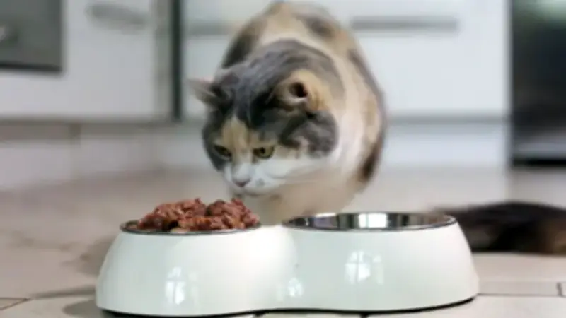 Nestle setzt auf Katzenfutter: Haustiere statt Babys als Wachstumstreiber