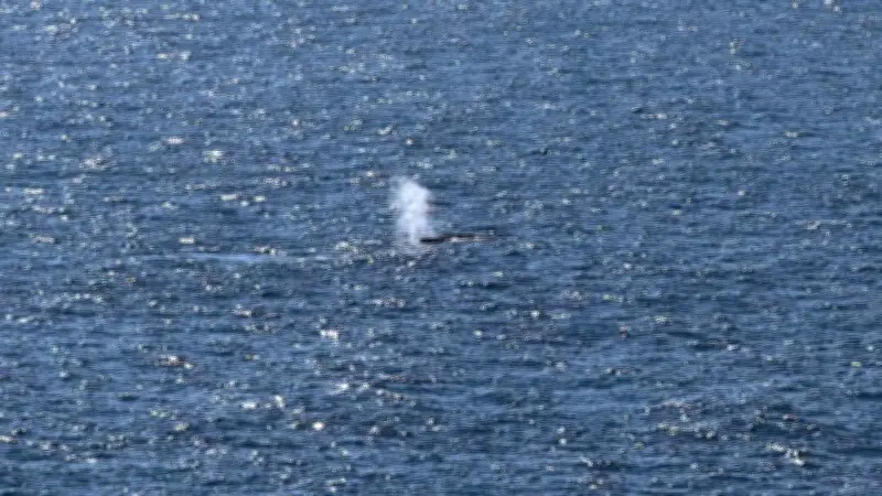 Neuer Buckelwal „Hartwin“ in der Ostsee gesichtet – Experten besorgt