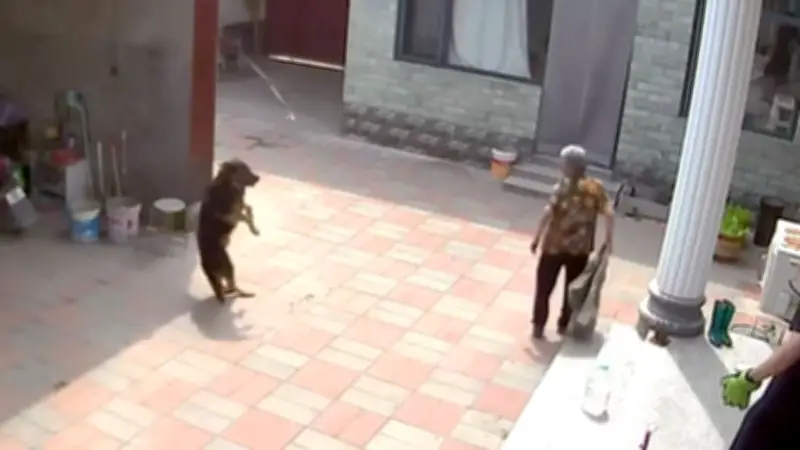 Neugier endet schmerzhaft: Schlange beißt Hund in die Nase