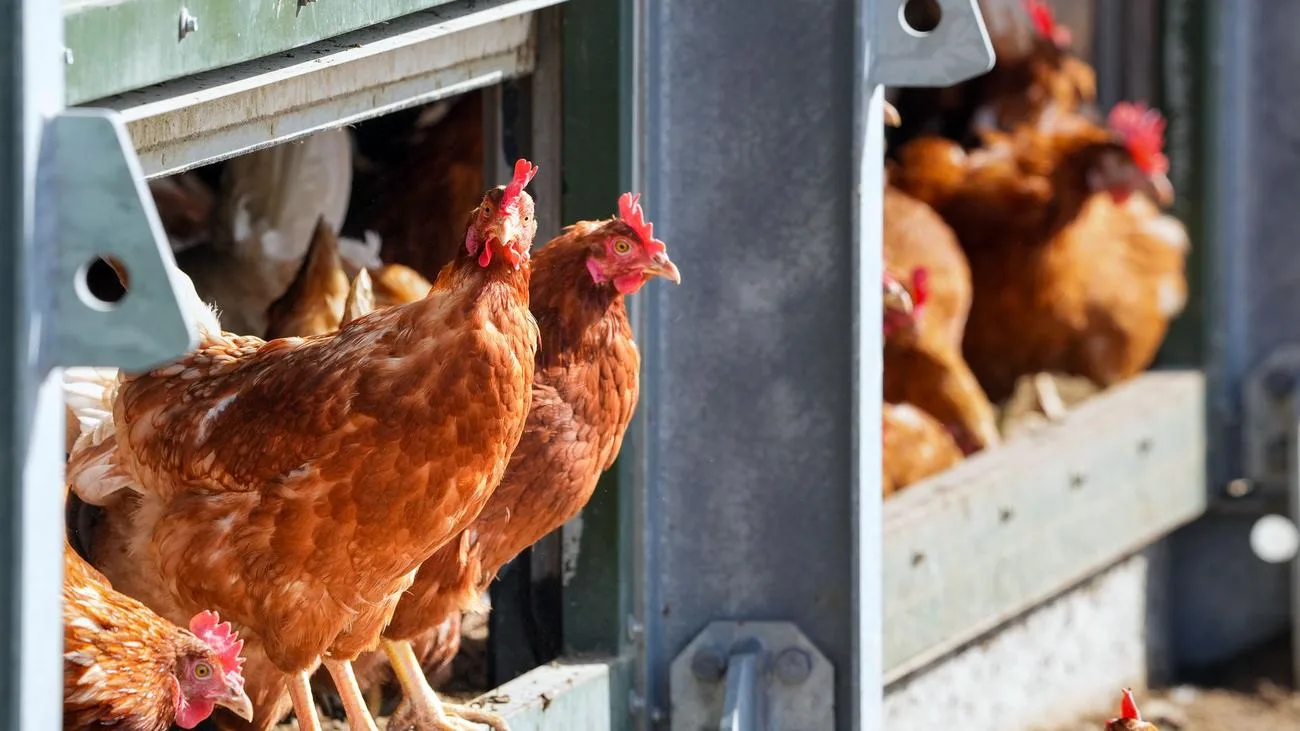 Newcastle-Krankheit: Weitere Landkreise in Brandenburg verbieten Vogelschauen