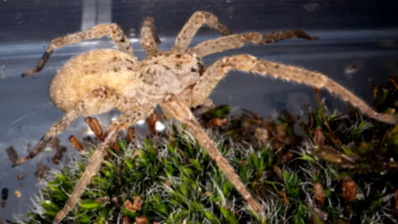 Nosferatu-Spinne breitet sich immer weiter in Norddeutschland aus