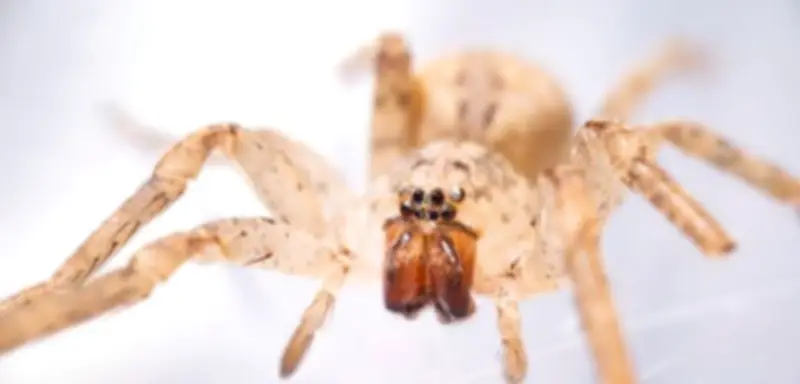 Nosferatu-Spinne breitet sich in ganz Deutschland aus