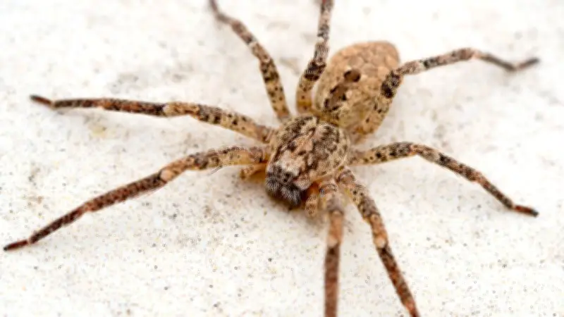 Nosferatu-Spinne erobert Rügen und Usedom: Starke Verbreitung an der Ostsee