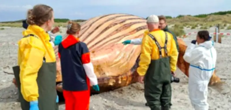 Obduktion von Buckelwal auf dänischer Insel Anholt gestartet