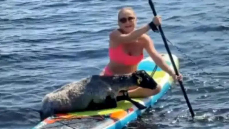 Paddleboard-Duo rettet hilfloses Schaf aus dem Wasser nahe Perm