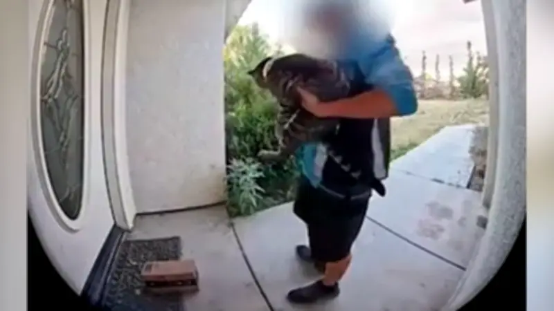 Paketbote entführt Katze Junie in Kalifornien – Videoüberwachung zeigt Tat